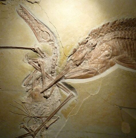 File:Ancient-fish-pterosaur.jpg