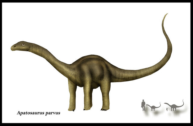 File:Apatosaurus parvus by karkemish00.jpg