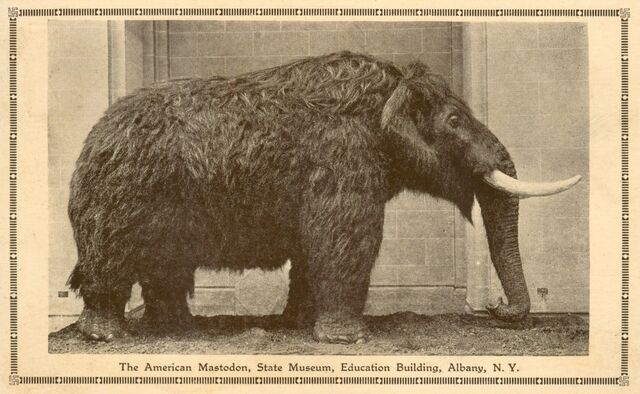 File:Albany-mastodon-1000x616.jpg