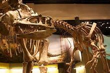 Th - Skeleton of Saurophaganax