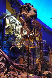 250px-IndyGorgorsaurus