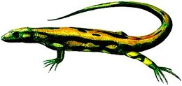 Hylonomus lyelli