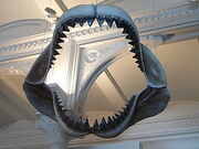 300px-Megalodon shark jaws museum of natural history 068