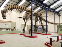 220px-Argentinosaurus skeleton, PLoS ONE