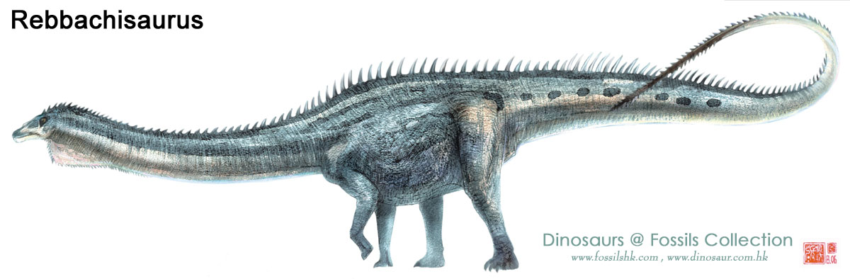 rebbachisaurus