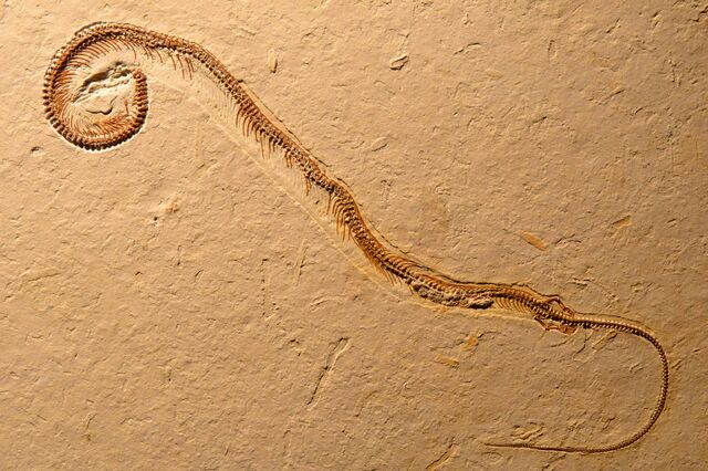 File:Image 3057 2e-Tetrapodophis-amplectus.jpg