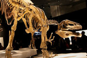 800px-Megaraptor