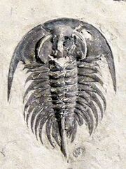 Zacanthoides