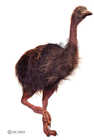 File:Aeopyornis.jpg
