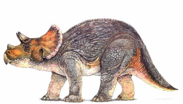 File:Baby-triceratops-small b68c.jpg