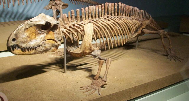 File:Sphenacodon ferox 2.jpg