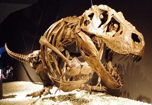 File:T-Rex-Hunter-Was-actually-a-Cannibal.jpg