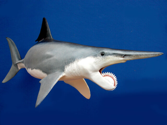 File:Helicoprion1337.jpg