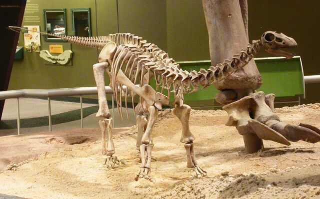 File:Baby Apatosaurus OMNH.jpg