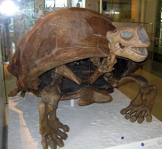 File:652px-Colossochelys atlas.jpg