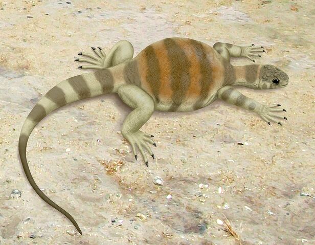 File:1280px-Eunotosaurus africanus.jpg