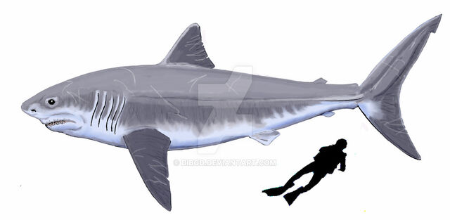 File:Otodus by dibgd-d1wm9dz.jpg