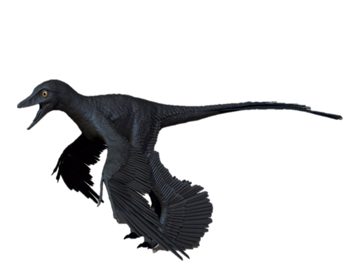 Download Image - Microraptor colour.png | Dinopedia | FANDOM powered by Wikia