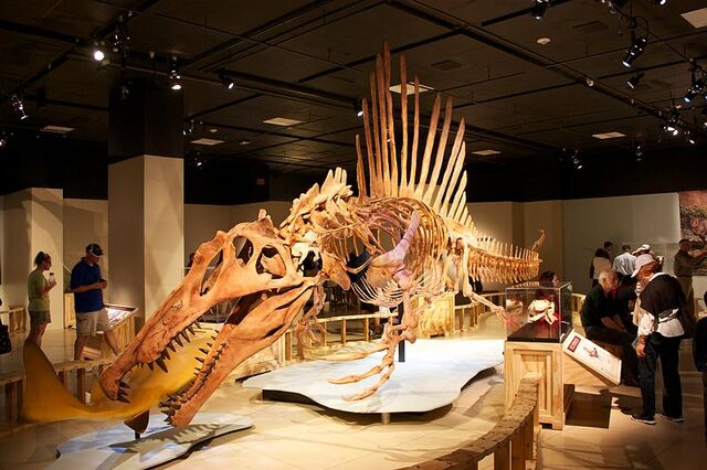 File:Spinosaurus swimming.jpg