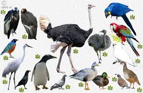 Birds