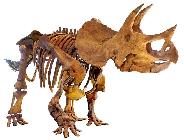 File:LA-Triceratops mount-2.jpg