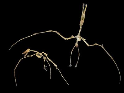 Santanadactylus