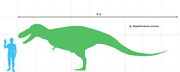 Daspletosaurusscale