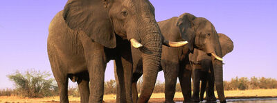 Elephants 8.1.2012 hero and circle SCR 48342
