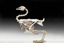 Chicken-Skeleton