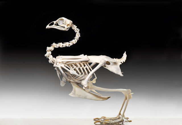 File:Chicken-Skeleton.jpg