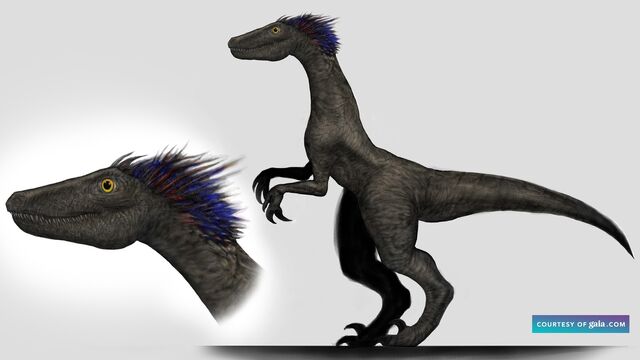 File:Raptor Royal Standing.jpg