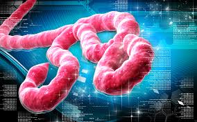 File:Newnew ebola.jpg
