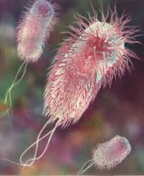 File:E coli cgi.png
