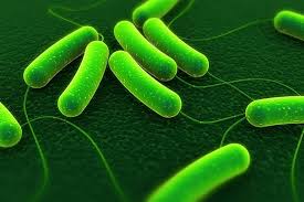 File:E coli bacteria.jpg