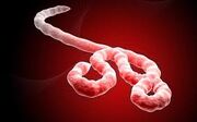 Ebola red