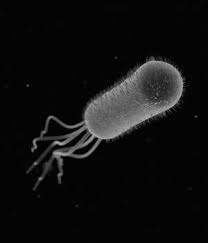 File:E coli upwards.jpg
