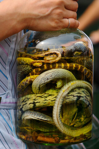 File:Snake-wine.jpg