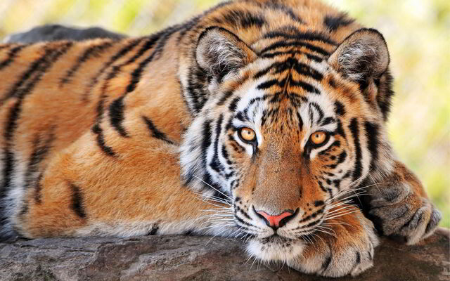 File:Beautiful-Tiger.jpg