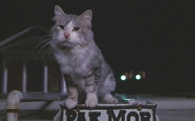 File:Thatdarncat9707.jpg