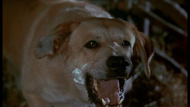 File:Old Yeller pic. 38.jpg