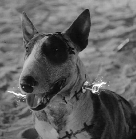 File:Sparky - (After).jpg