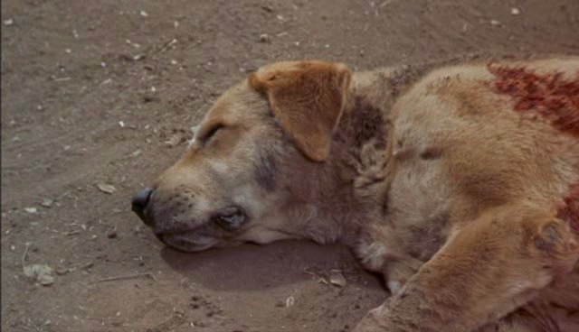 Marley And Me Dog Name Marley And Me Dog Name