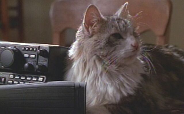 File:Thatdarncat9711.jpg