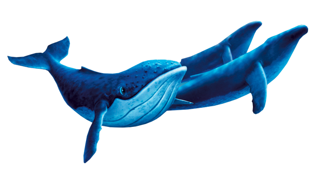 File:Whalespic.png