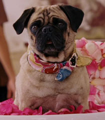 beverly chihuahua pug sebastian beverly chihuahua disney wiki fandom powered by wikia beverly chihuahua pug sebastian beverly chihuahua disney wiki fandom powered by wikia