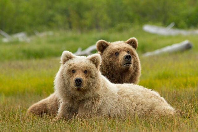 File:Bears-movie-disneynature.jpg