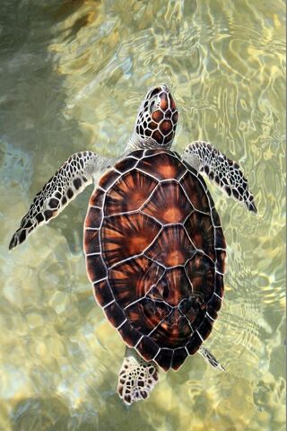 File:Turtle in the water.jpg