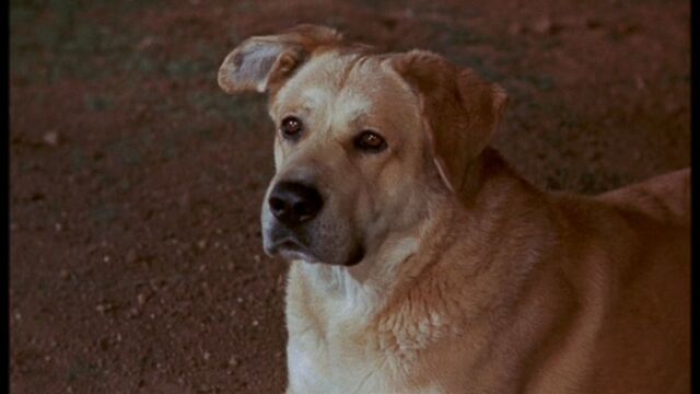 File:Old Yeller pic. 7.jpg