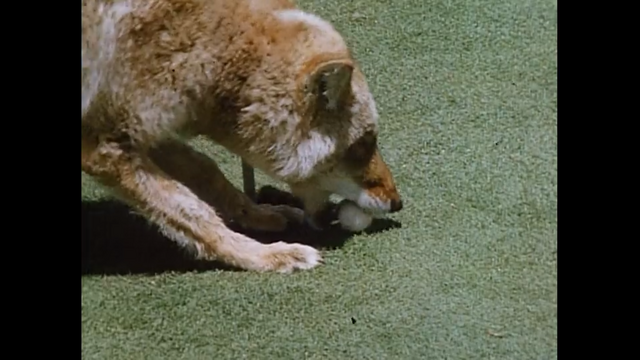 File:Coyote with ball.png