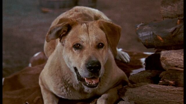 File:Old Yeller pic. 16.jpg